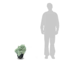 Plantes Avenue Conifères | - Genévrier écailleux blue star/[-]pot de 5l - 40/60 cm