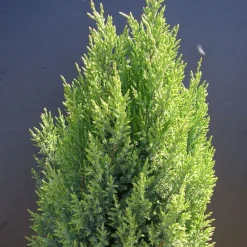 Plantes Avenue - Genévrier de chine stricta/[-]pot de 7,5l - 40/60 cm Sale