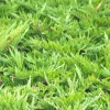 Plantes Avenue - Genévrier sabine tamariscifolia/[-]pot de 3l - 20/40 cm New
