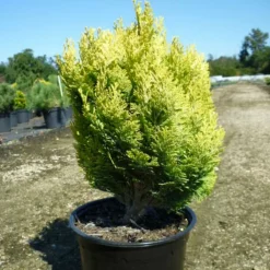 Plantes Avenue - Genévriers gold coast/[-]pot de 3l - 20/40 cm Online