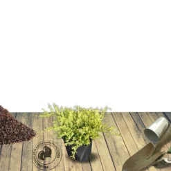 Plantes Avenue Conifères | - Genévriers old gold/[-]pot de 3l - 20/40 cm