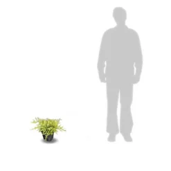 Plantes Avenue Conifères | - Genévriers old gold/[-]pot de 3l - 20/40 cm