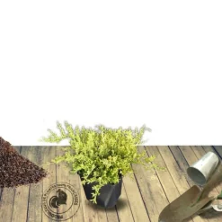 Plantes Avenue - Genévriers old gold/[-]pot de 5l - 40/60 cm New