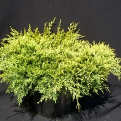 Plantes Avenue - Genévriers old gold/[-]pot de 5l - 40/60 cm New