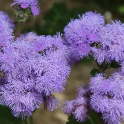 Plantes Avenue Graines De Fleurs | - Graines d'ageratum roi des bleus - vilmorin/[-]sachet