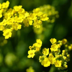 Plantes Avenue - Graines de corbeille d'or - vilmorin/[-]sachet Best