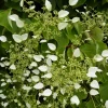 Plantes Avenue - Hortensia grimpant hydrangeoïdes/[-]pot de 1,5l - tuteur bambou 30/60 cm Clearance