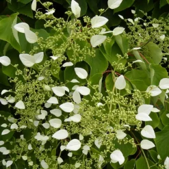 Plantes Avenue - Hortensia grimpant hydrangeoïdes/[-]pot de 1,5l - tuteur bambou 30/60 cm Clearance