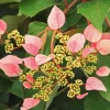 Plantes Avenue Plantes De Terre De Bruyère | - Hortensia grimpant rose sensation® 'trarose'/[-]pot de 1,5l - tuteur bambou 30/60 cm