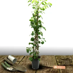 Plantes Avenue Plantes De Terre De Bruyère | - Hortensia grimpant rose sensation® 'trarose'/[-]pot de 1,5l - tuteur bambou 30/60 cm