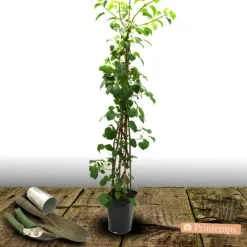 Plantes Avenue Plantes De Terre De Bruyère | - Hortensia grimpant rose sensation® 'trarose'/[-]pot de 1,5l - tuteur bambou 30/60 cm