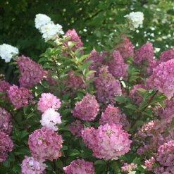 Plantes Avenue Plantes De Terre De Bruyère | - Hortensia paniculata sundae fraise® 'rensun'/[-]pot de 3l - 40/60 cm