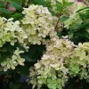 Plantes Avenue Plantes De Terre De Bruyère | - Hortensia paniculata pastelgreen® 'rencolor'/[-]pot de 1,5l - 10/20 cm