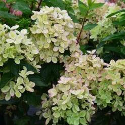 Plantes Avenue Plantes De Terre De Bruyère | - Hortensia paniculata pastelgreen® 'rencolor'/[-]pot de 1,5l - 10/20 cm
