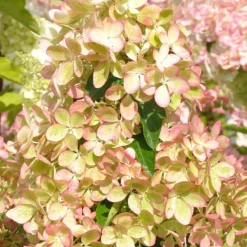 Plantes Avenue Plantes De Terre De Bruyère | - Hortensia paniculata pastelgreen® 'rencolor'/[-]pot de 1,5l - 10/20 cm