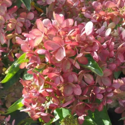 Plantes Avenue Plantes De Terre De Bruyère | - Hortensia paniculata pastelgreen® 'rencolor'/[-]pot de 1,5l - 10/20 cm