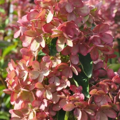 Plantes Avenue Plantes De Terre De Bruyère | - Hortensia paniculata pastelgreen® 'rencolor'/[-]pot de 1,5l - 10/20 cm