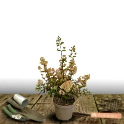Plantes Avenue Plantes De Terre De Bruyère | - Hortensia paniculata pastelgreen® 'rencolor'/[-]pot de 1,5l - 10/20 cm
