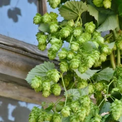 Plantes Avenue Plantes Grimpantes | - Houblon nordbrau (femelle)/[-]godet - 5/10 cm