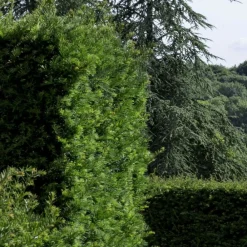 Plantes Avenue Conifères | - If fastigié robusta/[-]pot de 3l - 20/40 cm