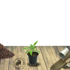 Plantes Avenue - Laurier-sauce/[-]pot de 7,5l - 60/80 cm Hot