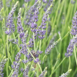 Plantes Avenue Plants De Légumes Et Aromatiques | - Lavande dutch lavander/[-]pot de 3l - 20/40 cm