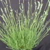 Plantes Avenue - Lavande edelweiss/[-]pot de 3l - 20/40 cm Outlet