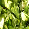 Plantes Avenue Plantes Grimpantes | - Lierre des colchide sulphur heart/[-]pot de 1,5l - tuteur bambou 30/60 cm