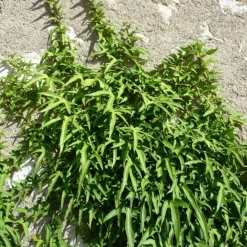 Plantes Avenue - Lierre à patte d'oie sagittifolia/[-]pot de 1,5l - tuteur bambou 30/60 cm Clearance