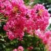 Plantes Avenue Arbres Et Arbustes | - Lilas des indes mimie® fuchsia 'dablage01'/[-]pot de 2l - 40/60 cm