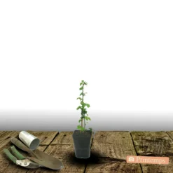 Plantes Avenue - Mûre adrienne®/[-]pot de 1,5l - tuteur bambou 30/60 cm Hot