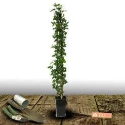 Plantes Avenue - Mûre triple crown/[-]pot de 3l - echelle bambou 60/120 cm Online