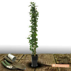 Plantes Avenue - Mûre triple crown/[-]pot de 3l - echelle bambou 60/120 cm Online