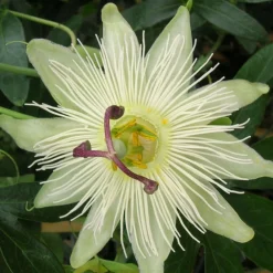 Plantes Avenue - Passiflore constance elliot/[-]pot de 3l - echelle bambou 60/120 cm Hot