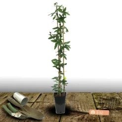 Plantes Avenue - Passiflore constance elliot/[-]pot de 3l - echelle bambou 60/120 cm Hot