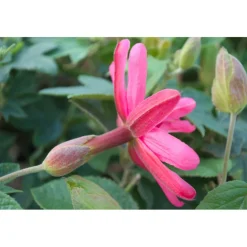 Plantes Avenue - Passiflore exoniensis/[-]pot de 1,5l - tuteur bambou 30/60 cm Hot