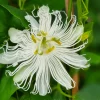 Plantes Avenue Plantes Grimpantes | - Passiflore à fruits cooltropics® snowstar®/[-]godet - 5/20 cm