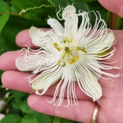 Plantes Avenue Plantes Grimpantes | - Passiflore à fruits cooltropics® snowstar®/[-]godet - 5/20 cm