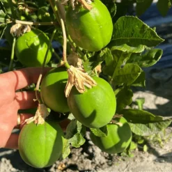 Plantes Avenue Plantes Grimpantes | - Passiflore à fruits cooltropics® snowstar®/[-]godet - 5/20 cm