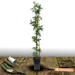Plantes Avenue Plantes Grimpantes | - Passiflore à fruits cooltropics® snowstar®/[-]godet - 5/20 cm
