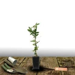 Plantes Avenue Plantes Grimpantes | - Passiflore à fruits cooltropics® snowstar®/[-]pot de 1,5l _ tuteur bambou 30/60 cm