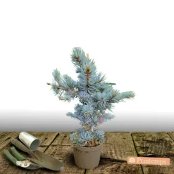 Plantes Avenue Conifères | - Épicéa bleu pungens glauca globosa/[-]pot de 5l - 40/60 cm