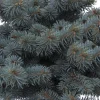 Plantes Avenue Conifères | - Épicéa bleu pungens glauca globosa/[-]pot de 3l - 20/40 cm