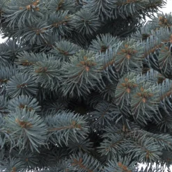 Plantes Avenue Conifères | - Épicéa bleu pungens glauca globosa/[-]pot de 3l - 20/40 cm