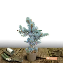 Plantes Avenue Conifères | - Épicéa bleu pungens glauca globosa/[-]pot de 3l - 20/40 cm