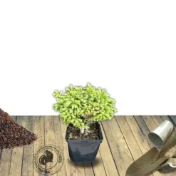 Plantes Avenue - Épicéa de serbie omorika nana/[-]pot de 3l - 20/40 cm Discount