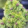 Plantes Avenue Conifères | - Pin de montagne mops/[-]pot de 3l - 20/40 cm