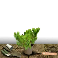 Plantes Avenue Conifères | - Pin de montagne mops/[-]pot de 3l - 20/40 cm