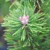 Plantes Avenue - Pin de montagne nain gnom/[-]pot de 5l - 40/60 cm Outlet