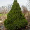 Plantes Avenue - Épinette blanche conica/[-]pot de 3l - 20/40 cm Online